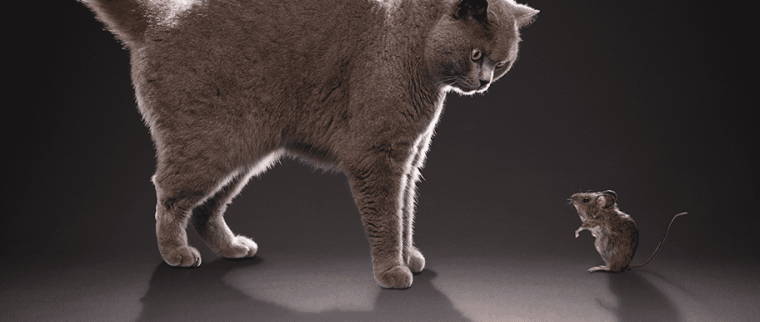 chat souris